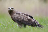Image. Lesser Spotted Eagle