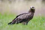 Image. Lesser Spotted Eagle