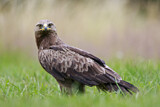 Image. Lesser Spotted Eagle