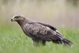 Image. Lesser Spotted Eagle