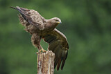 Image. Lesser Spotted Eagle