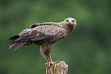 Image. Lesser Spotted Eagle