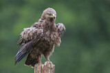 Image. Lesser Spotted Eagle