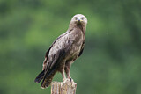 Image. Lesser Spotted Eagle