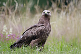 Image. Lesser Spotted Eagle