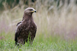 Image. Lesser Spotted Eagle