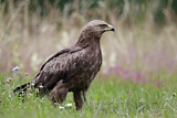 Image. Lesser Spotted Eagle