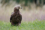 Image. Lesser Spotted Eagle