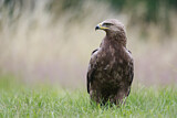 Image. Lesser Spotted Eagle