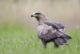 Image. Lesser Spotted Eagle
