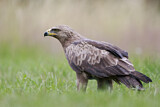 Image. Lesser Spotted Eagle