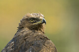 Image. Lesser Spotted Eagle