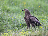 Image. Lesser Spotted Eagle