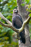 Image. Lesser Spotted Eagle
