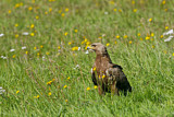 Image. Lesser Spotted Eagle