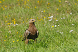 Image. Lesser Spotted Eagle