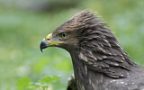 Image. Lesser Spotted Eagle