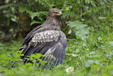 Image. Lesser Spotted Eagle