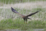 Image. Lesser Spotted Eagle
