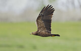Image. Lesser Spotted Eagle