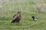 Image. Lesser Spotted Eagle