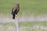 Image. Lesser Spotted Eagle