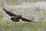 Image. Lesser Spotted Eagle