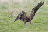 Image. Lesser Spotted Eagle