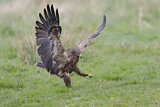 Image. Lesser Spotted Eagle