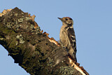 Image. Lesser Spotted Woodpecker