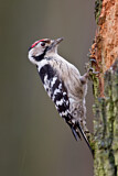 Image. Lesser Spotted Woodpecker