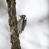 Image. Lesser Spotted Woodpecker