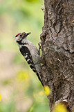 Image. Lesser Spotted Woodpecker