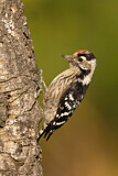 Image. Lesser Spotted Woodpecker