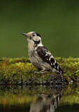 Image. Lesser Spotted Woodpecker