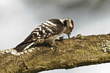 Image. Lesser Spotted Woodpecker