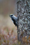 Image. Lesser Spotted Woodpecker