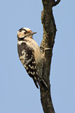 Image. Lesser Spotted Woodpecker