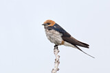Image. Lesser Striped Swallow