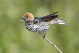Image. Lesser Striped Swallow