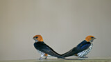Image. Lesser Striped Swallow