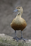 Image. Lesser Whistling Duck