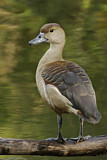 Image. Lesser Whistling Duck