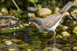 Image. Lesser Whitethroat
