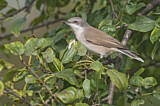 Image. Lesser Whitethroat