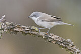 Image. Lesser Whitethroat