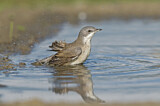 Image. Lesser Whitethroat