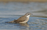 Image. Lesser Whitethroat