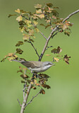 Image. Lesser Whitethroat