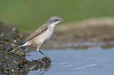 Image. Lesser Whitethroat